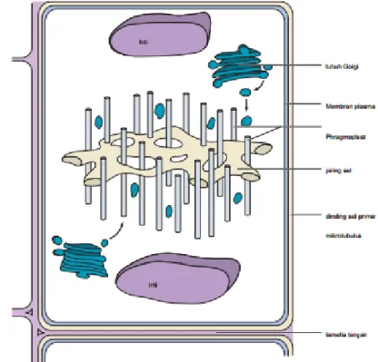Gambar 3.2.3  The phragmoplast dan plat sel dalam sel tanaman  pemisah. 