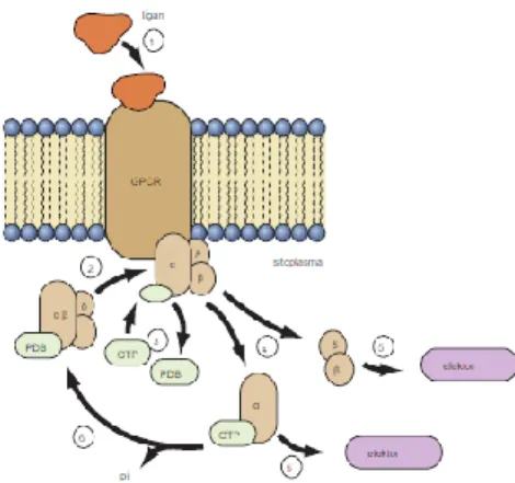 Gambar 3.3.2. Transduksi sinyal pada sistem reseptor G-Protein   Sumber : Hopkins, 2009 