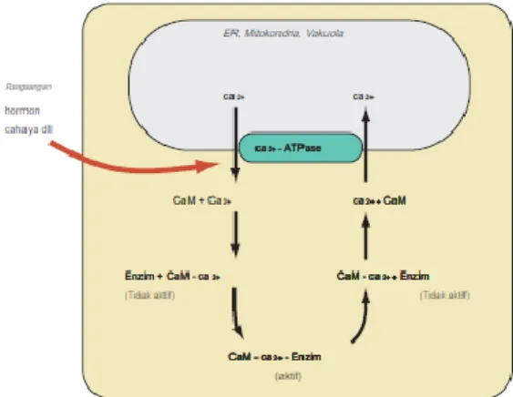 Gambar 3. Kalsium sebagai secondary message. Pertukaran  kalsium antara vakuola dan sitosol dapat diatur oleh hormon atau 