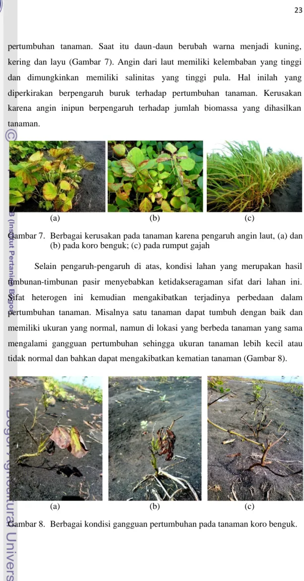 Gambar 7. Berbagai kerusakan pada tanaman karena pengaruh angin laut, (a) dan (b) pada koro benguk; (c) pada rumput gajah