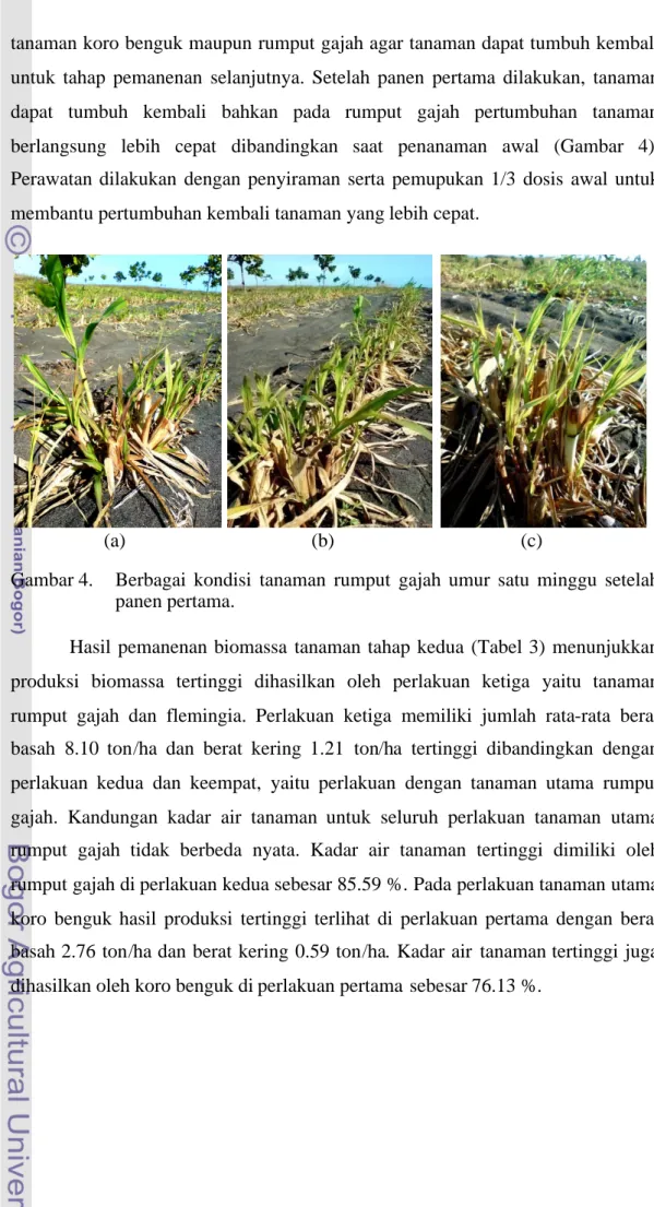 Gambar 4. Berbagai kondisi tanaman rumput gajah umur satu minggu setelah panen pertama.