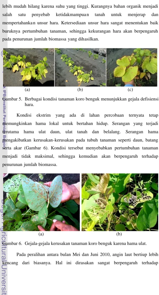 Gambar 5. Berbagai kondisi tanaman koro benguk menunjukkan gejala defisiensi hara.
