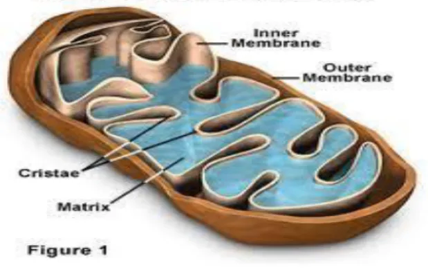 Gambar 2.3 Struktur Mitokondria   (Sumber: https://materiipa.com) 
