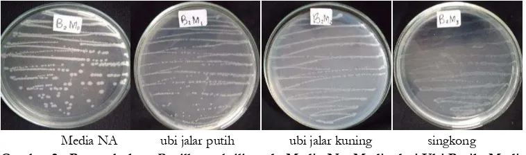 Gambar 2 Pertumbuhan Bacillus subtilis pada Media Na, Media dari Ubi Putih, Media Ubi  Jalar Kuning dan Media Singkong