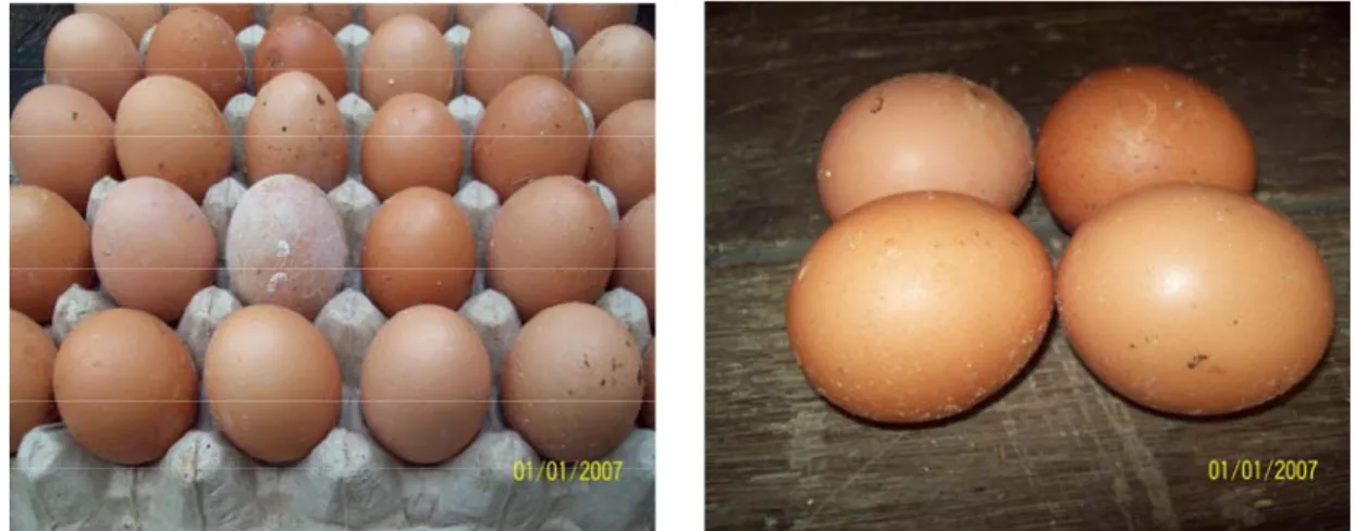 Gambar 1. Telur Ayam Ras Warna Coklat  1.3. Jenis Ayam Petelur 