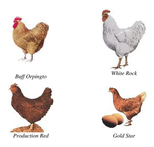 Gambar 2. Beberapa ras ayam petelur (Anonim, 2009a) 