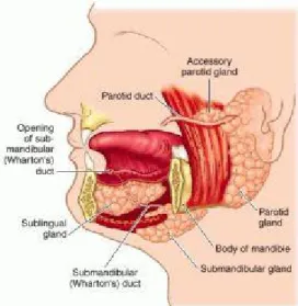 Gambar 1. Anatomi Kelenjar Saliva