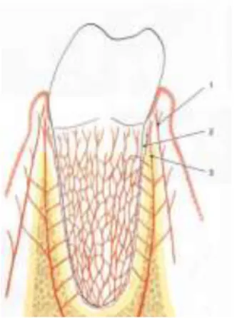 Gambar 11. Suplai darah pada gingiva 