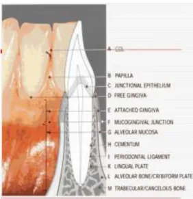 Gambar 3 Anatomi gingiva (Rateitschak., 2004) 