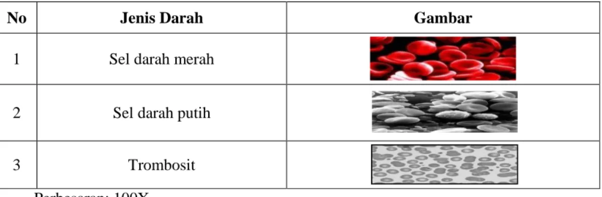 Tabel 1: Hasil Pengamatan Praparat Darah Natip 