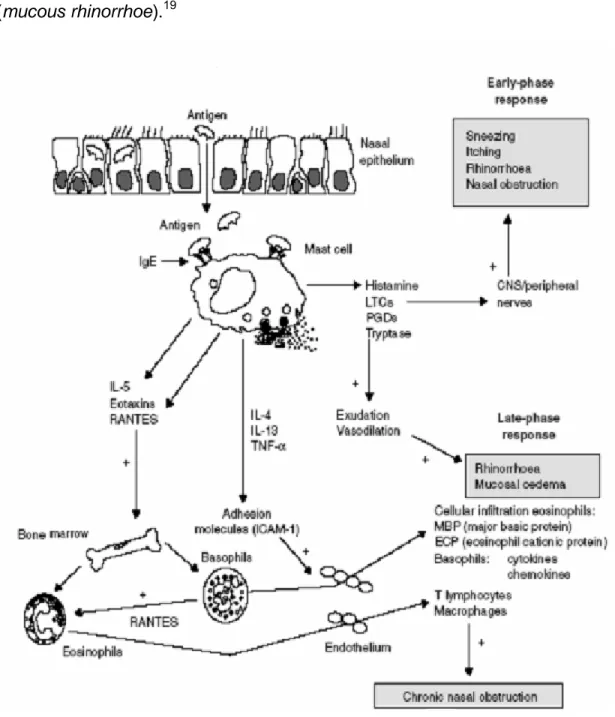 Gambar 2.1. Patogenesis rinitis alergi 
