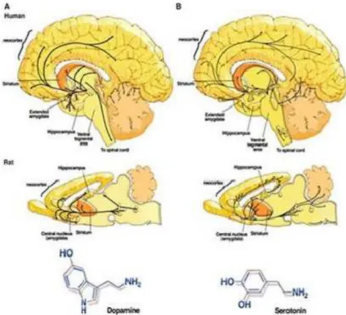 Gambar Neurotransmiter dengan lokalisasi diskrit dalam otak.
