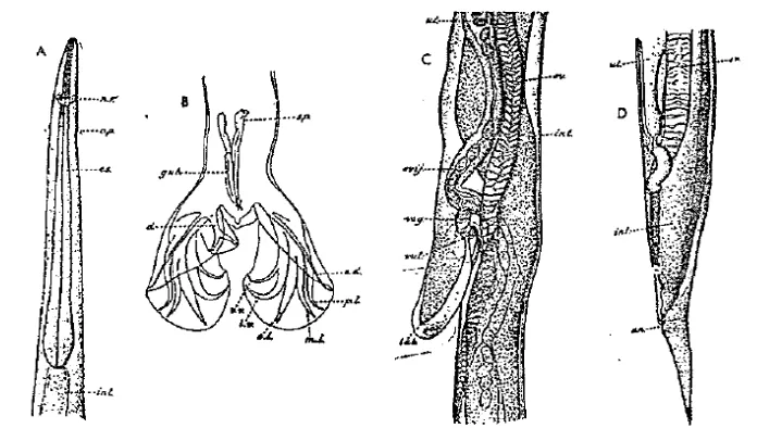 Gambar 1 Morfologi Haemonchus contortus jantan dan betina 