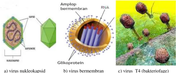 Gambar 2. 1   Berbagai bentuk virus a) virus nukleokapsid; b) virus bermembran;c) virus   T4 (bakteriofage) 