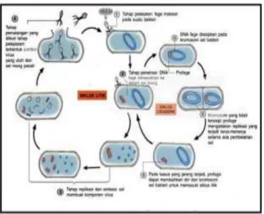 Gambar 2. 2. Reproduksi virus bakteriofage a) siklus litik ; b) siklus lisogenik 