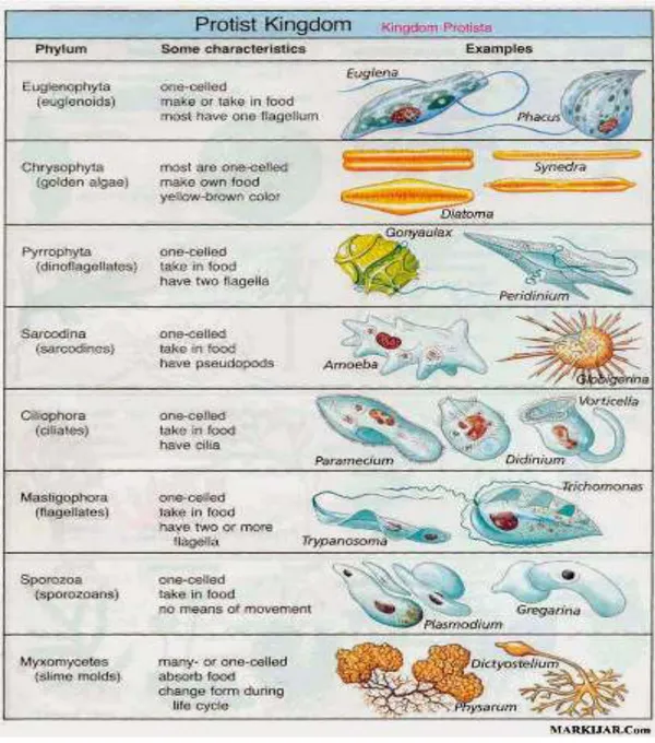 Gambar 2.5. Contoh Kindom Protista 