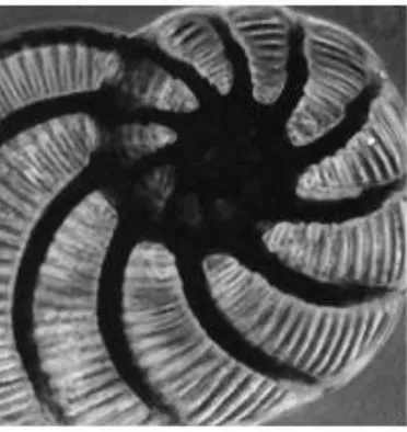 Gambar  2.9 . Cangkang Foraminifera yang ditemukan di laut 