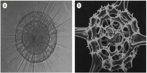 Gambar  2.10  . Contoh filum Actinopoda yaitu Heliozoa (a) dan Radiozoa (b)  laut 