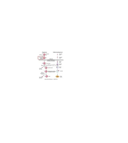 Gambar 2.7 Oogenesis dan perkembangan folikel, kotak merah 