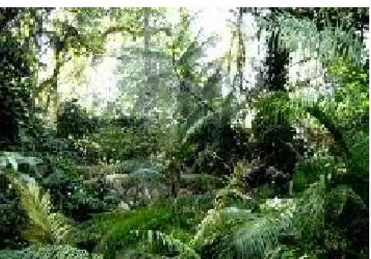 Gambar 1 Hutan Dataran rendah