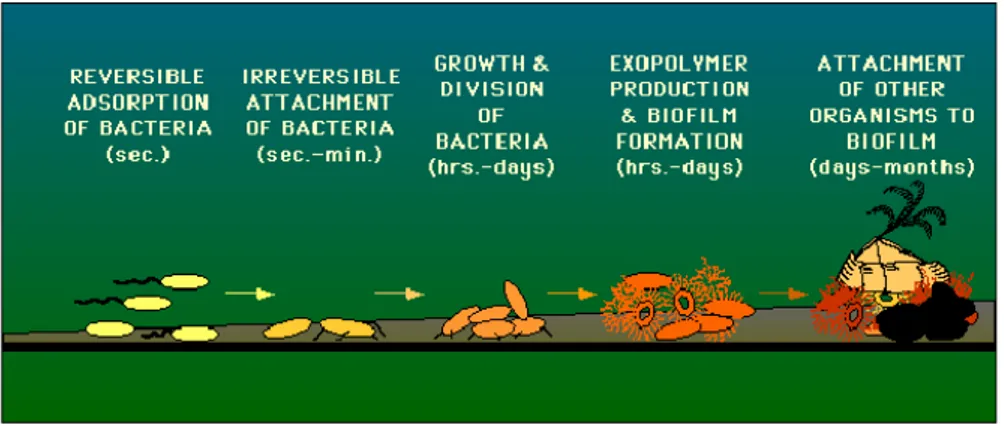 Gambar 3. Kartun menggambarkan pembentukan biofilm. Biofilm biasanya  terjadi ketika salah satu spesies bakteri atase khusus atau non spesifik ke  permukaan, dan kemudian mengeluarkan lendir karbohidrat (exopolymer)  yang imbeds menarik bakteri dan mikroba