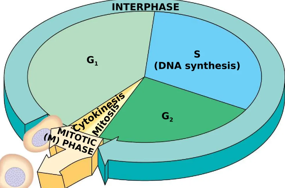 Figure 12.6 INTERPHASE G 1 G 2 S (DNA synthesis) MITO TIC (M) P HASECy to ki ne sisMitosis