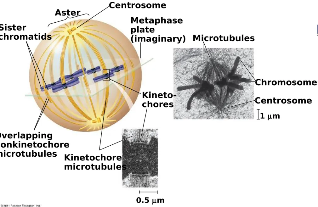 Figure 12.8 Sister chromatids Aster Centrosome Metaphaseplate (imaginary)  Kineto-chores Overlapping nonkinetochore microtubules Kinetochore microtubules Microtubules ChromosomesCentrosome 0.5 m 1 m