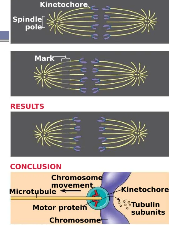 Figure 12.9 Chromosome movement Microtubule Motor protein Chromosome KinetochoreTubulinsubunitsKinetochoreMarkSpindlepoleEXPERIMENTRESULTSCONCLUSION
