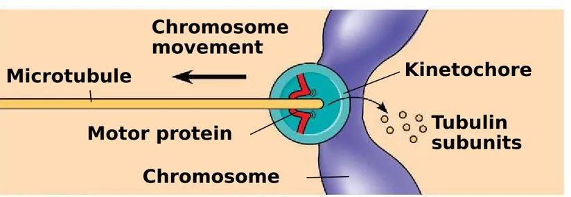 Figure 12.9b Chromosome movement Microtubule Motor protein Chromosome KinetochoreTubulinsubunitsCONCLUSION