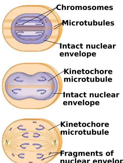 Figure 12.13 (a) Bacteria (b) Dinoflagellates (d) Most eukaryotes Intact nuclearenvelopeChromosomesMicrotubulesIntact nuclearenvelopeKinetochoremicrotubuleKinetochoremicrotubule Fragments of nuclear envelopeBacterialchromosome(c)Diatoms andsome yeasts