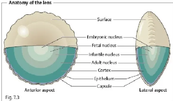 Gambar 2.  Anatomi lensa
