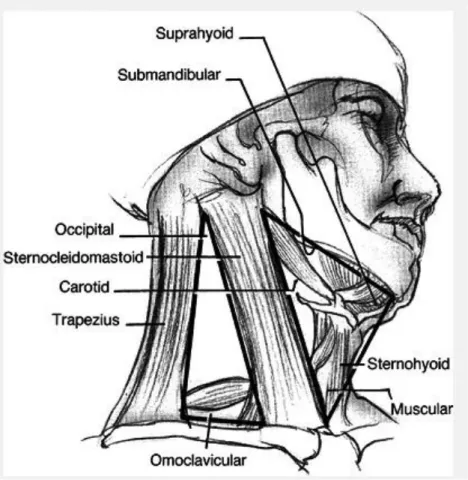 Figure 72.7 Anatomic triangles of the neck: the neck is divided into anterior and posterior  triangles by the sternocleidomastoid muscle