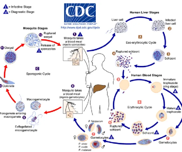 Gambar 8. Siklus hidup Plasmodium 