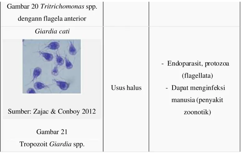 Gambar 20 Tritrichomonas spp.