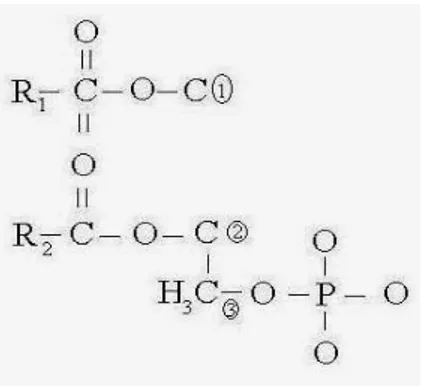 Gambar 12. Stuktur Kimia Air (H 2 O)  (Sumber: Google Images, 2016) 