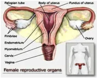 Gambar 1 : Anatomi Sistem Reproduksi Wanita 