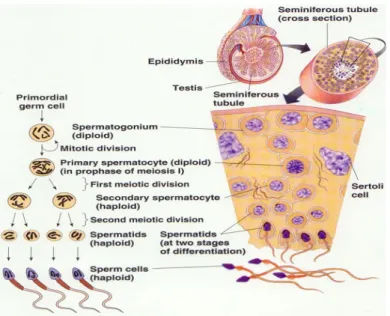 Gambar 5. Sel Spermatogenik 12