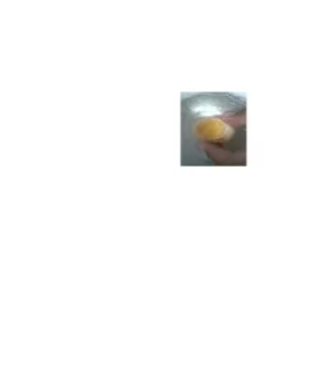 Gambar 1.1 Embrio Ayam  Gambar 1.2 Embrio Ayam setelah setelah  Cangkang  dibuka   diletakkan  di  gelas  arloji