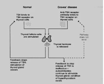 Gambar 8.1 : Patogenesis Penyakit Graves