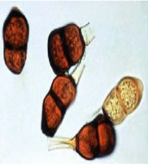 Gambar 3. Puccinia sp. 