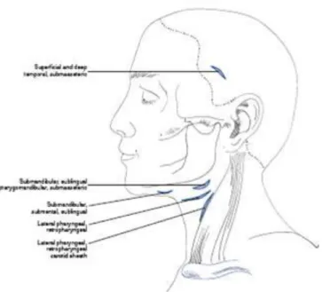 Gambar 3: Penempatan insisi untuk drainase ekstraoral infeksi kepala leher.  Insisi pada titik-titik berikut ini  digunakan untuk drainase infeksi pada spasium yang terindikasi: superficial dan deep temporal, submasseteric,  submandibular, submental, subli