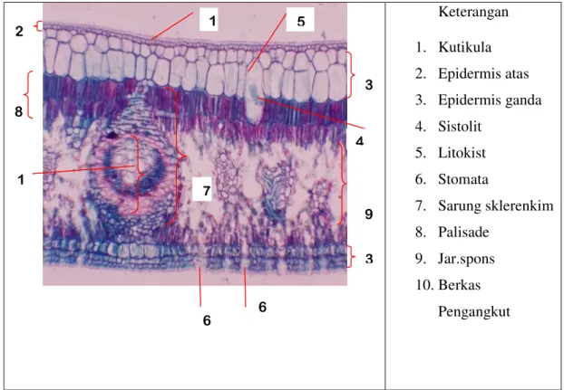 Gambar 3. Struktur Anatomi Daun Ficus  sp.( Budiwati, 2009) 