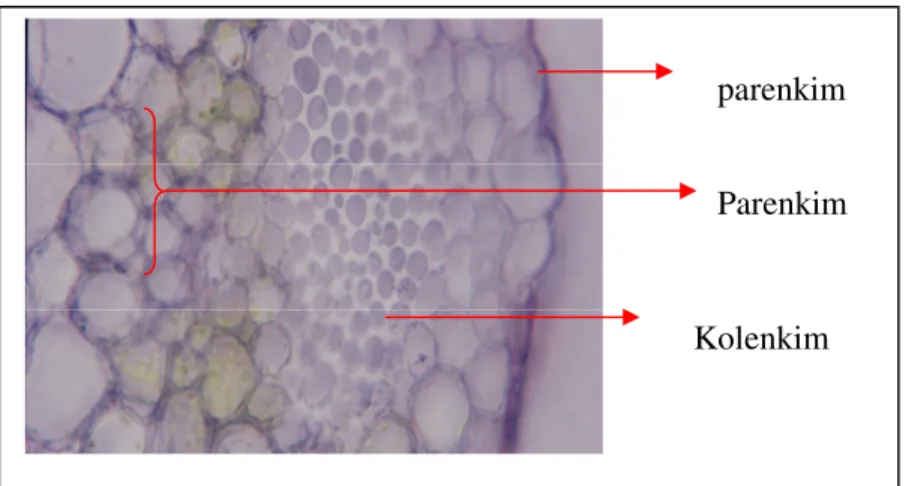 Gambar 4. Penampang Melintang Tangkai Daun Apium graveolus  (Budiwati, 2009) 