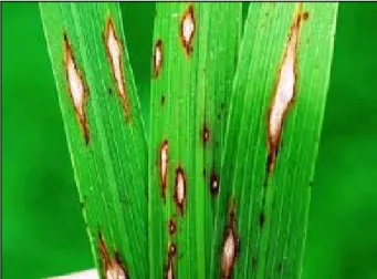 Gambar 1. Daun padi yang terserang penyakit blas tampak ada spot tanda serangan berbentuk jajaran genjang.