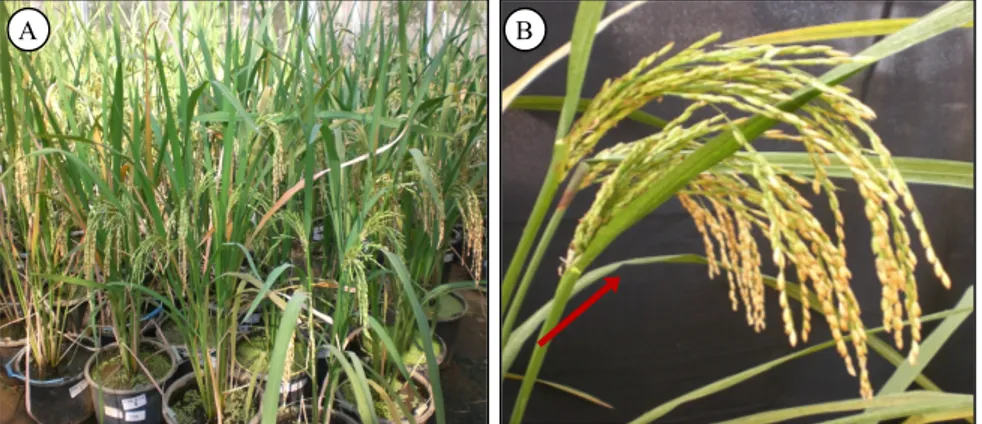 Gambar 2.  Penampilan tanaman  mutan dihaploid di rumah kaca.  A = pertumbuhan tanaman  mutan  dihaploid  padi umur 3 bulan, B = eksersi malai keluar pada galur mutan dihaploid