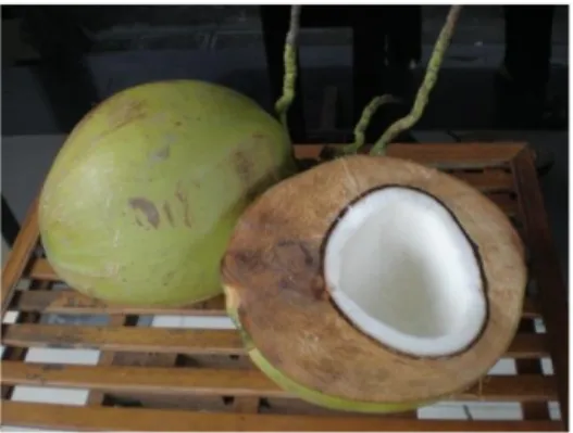 Gambar 4.3. Buah kelapa. 