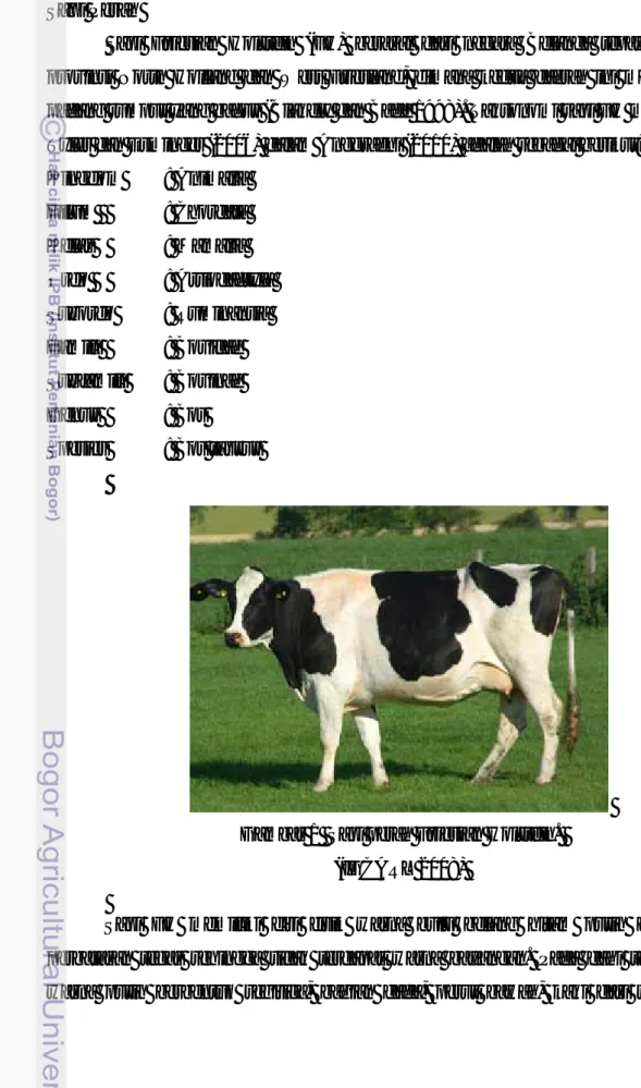Gambar 1  Sapi perah Friesian Holstein.  