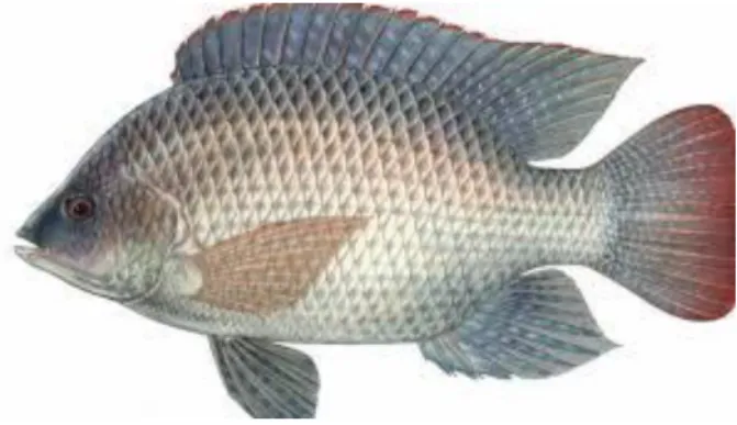 Gambar 2.1. Ikan Nila (Oreochromis niloticus) (Kurniawan, 2006) 