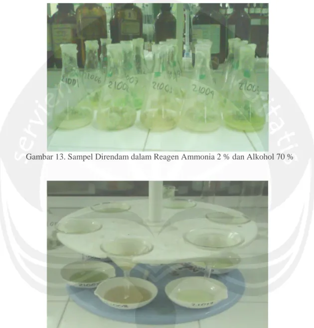 Gambar 13. Sampel Direndam dalam Reagen Ammonia 2 % dan Alkohol 70 % 