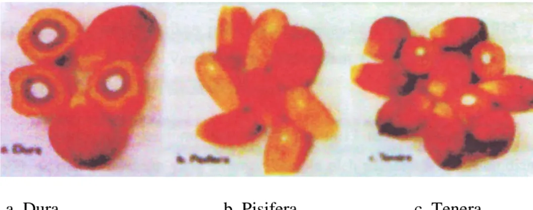 Gambar 2.1. Jenis tanaman sebagai basis program-program pemulihan ( Dura,  Pisifera, dan Tenera) 